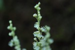 20140915イタドリの花　イタドリ	虎杖（雄花）	Fallopia japonica	7～10月